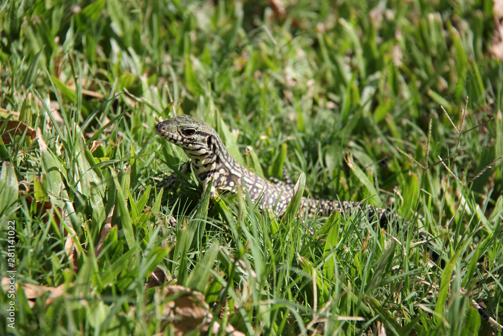 Naklejka premium iguana
