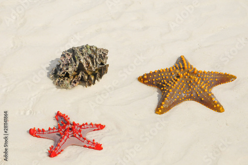 Zanzibar, Tanzania starfish or sea stars are echinoderms belonging to the class Asteroidea. The names 