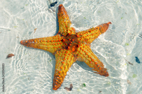 Zanzibar, Tanzania starfish or sea stars are echinoderms belonging to the class Asteroidea. The names 