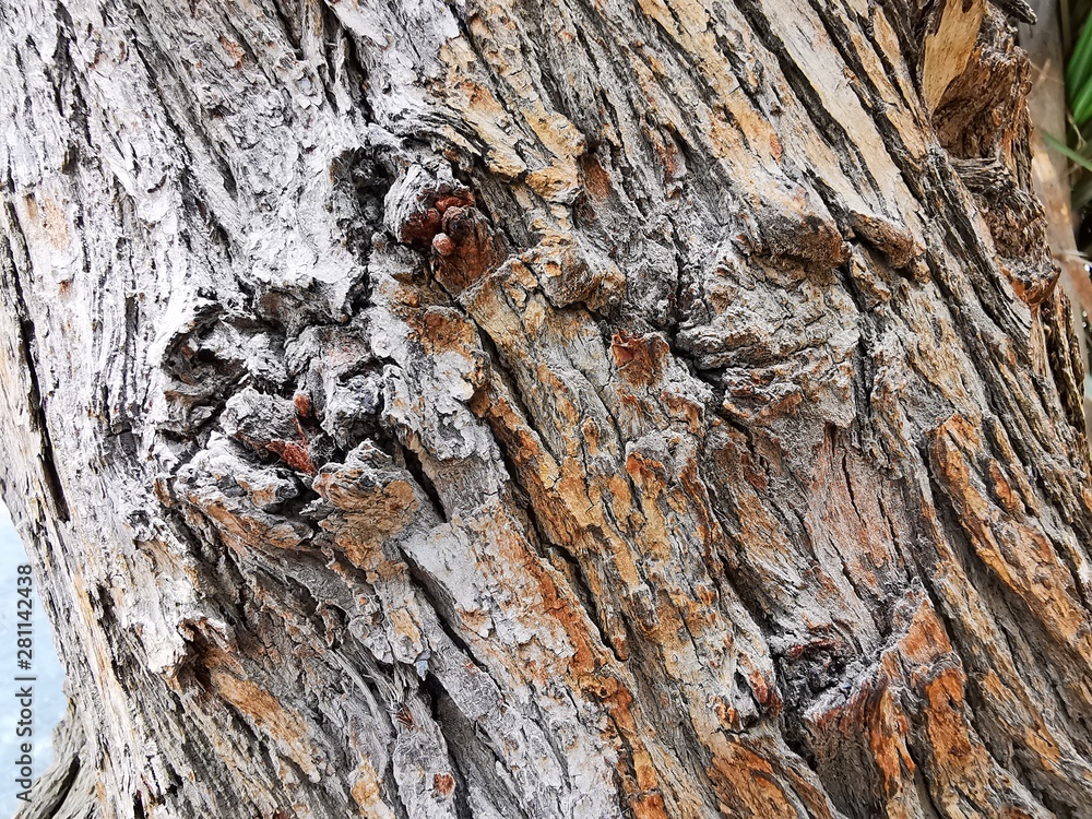 tree stem with dry skin close up with dry skin tree stem with dry skin close up with dry skin