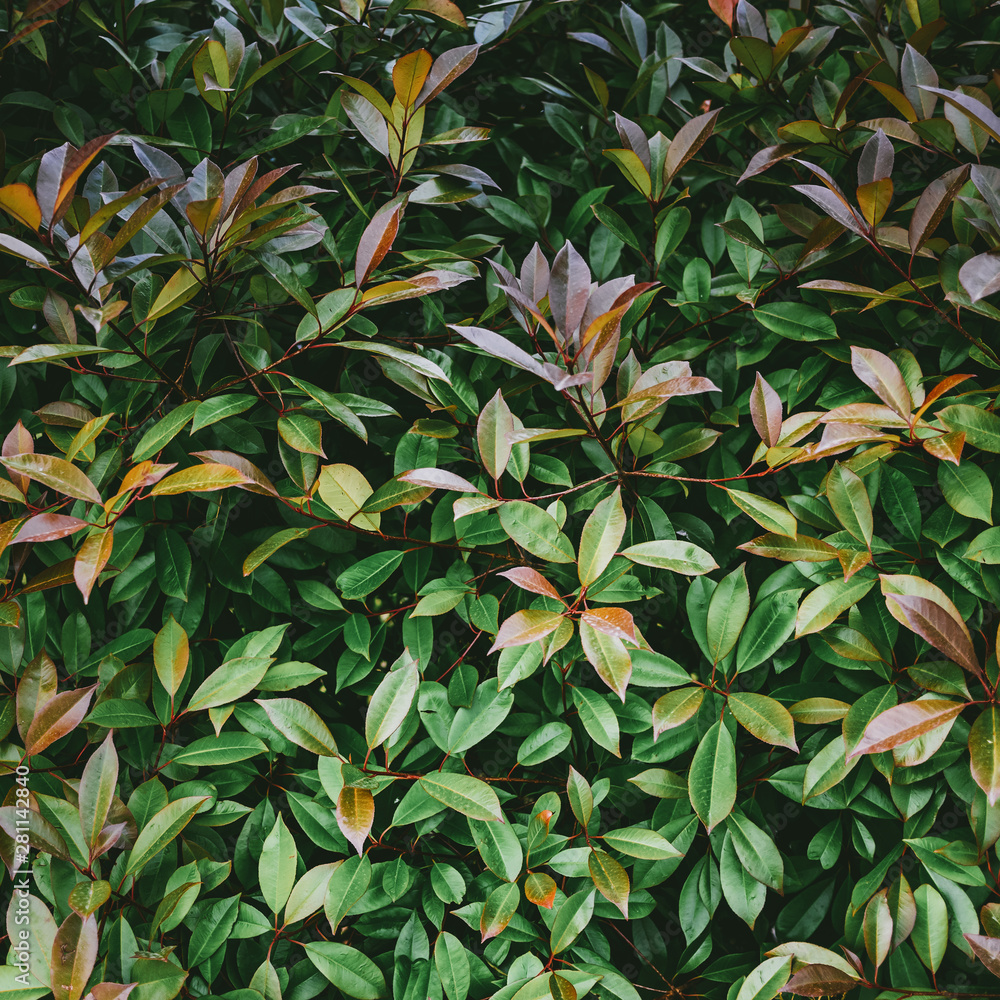 Tropical plant leaves Tropical plant leaves