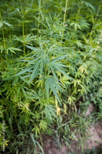Hemp cannabis plant stock photo. industrial hemp field
