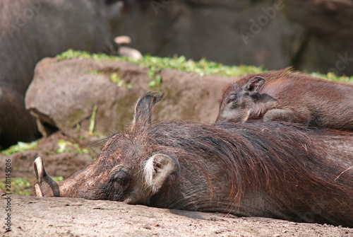 Warthog or Common Warthog (Phacochoerus africanus) is a wild member of the pig family that lives in grassland, savanna, and woodland in Sub-Saharan Africa photo