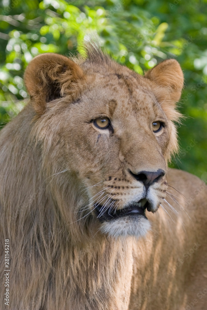 Fototapeta premium Adolescent Male African Lion