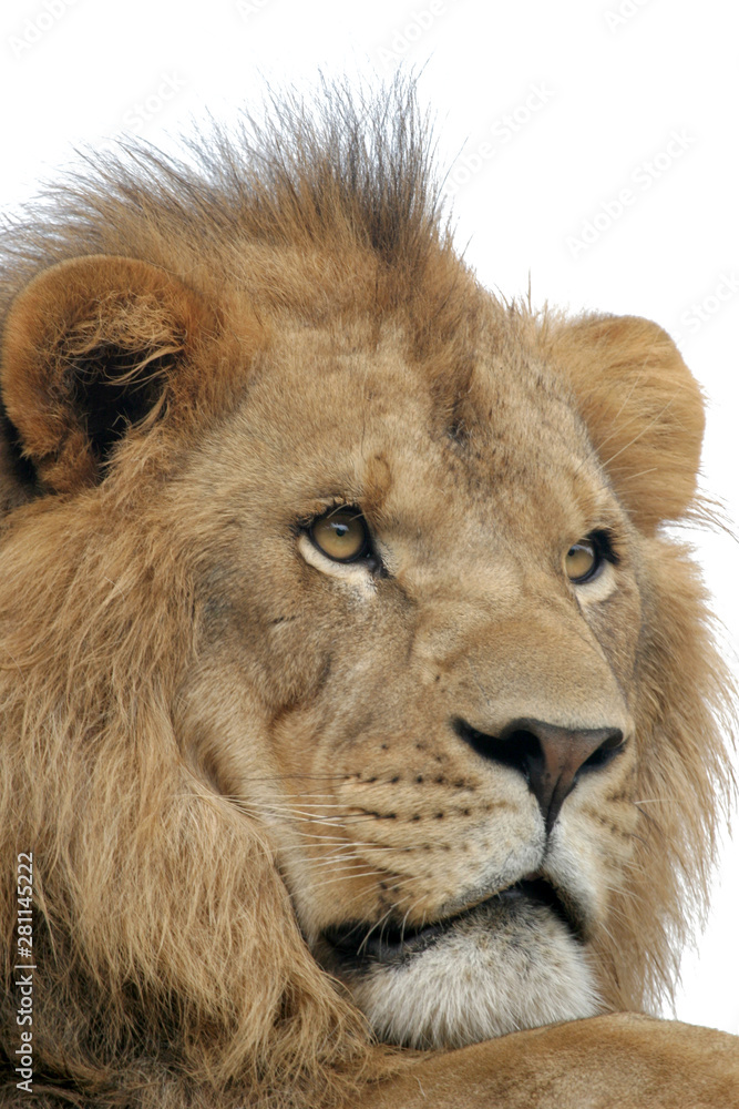 Male African Lion on White Background