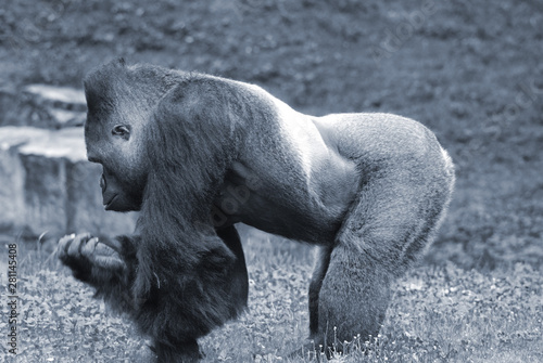 Canvas Print Gorillas are ground-dwelling, predominantly herbivorous apes that inhabit the forests of central Africa