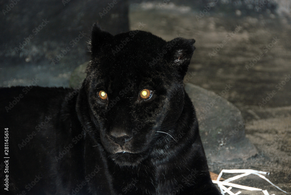 A melanistic black jaguar is a color morph which occurs at about 6