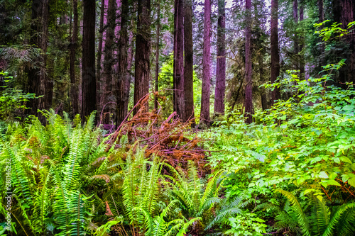 Beautiful Morning in Redwood National Park in California
