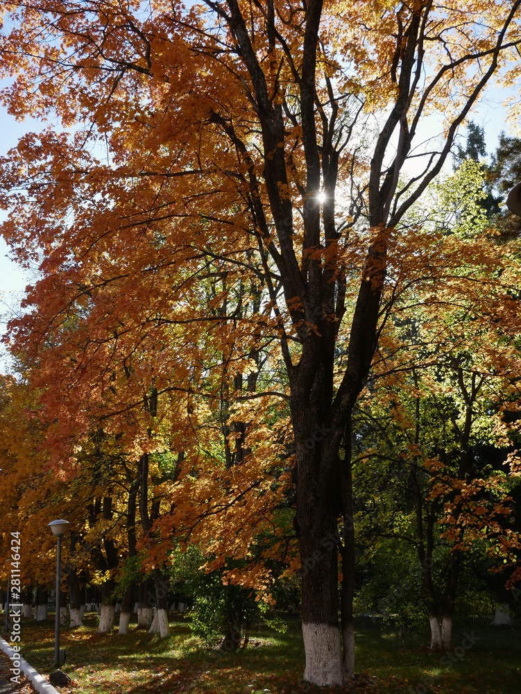 Naklejka premium golden shiny leaves on a maple autumn tree