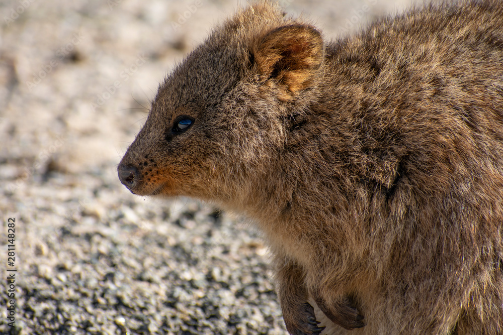 Happy Quokka