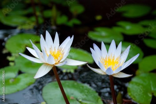 white lilly lotus