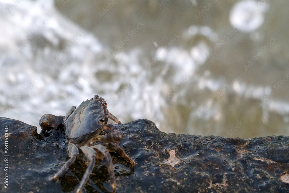 Carb is sitting near the coastline feeding himself while a big wave splashes him. Carb is sitting near the coastline feeding himself while a big wave splashes him.