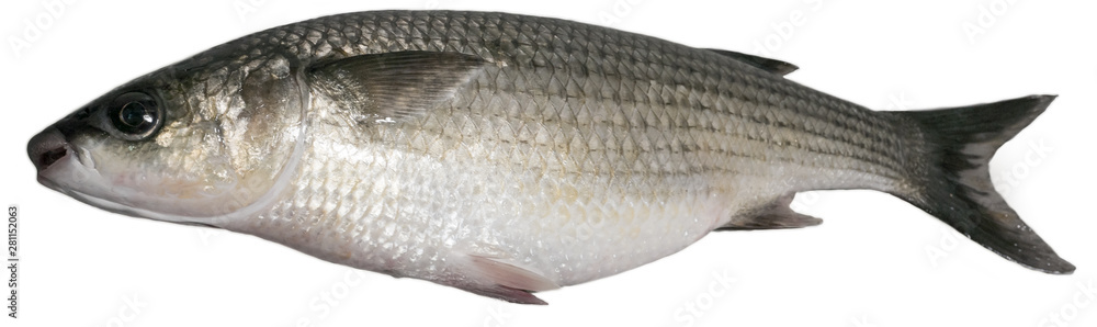 Thick lipped grey mullet fish isolated on white Stock Photo | Adobe Stock