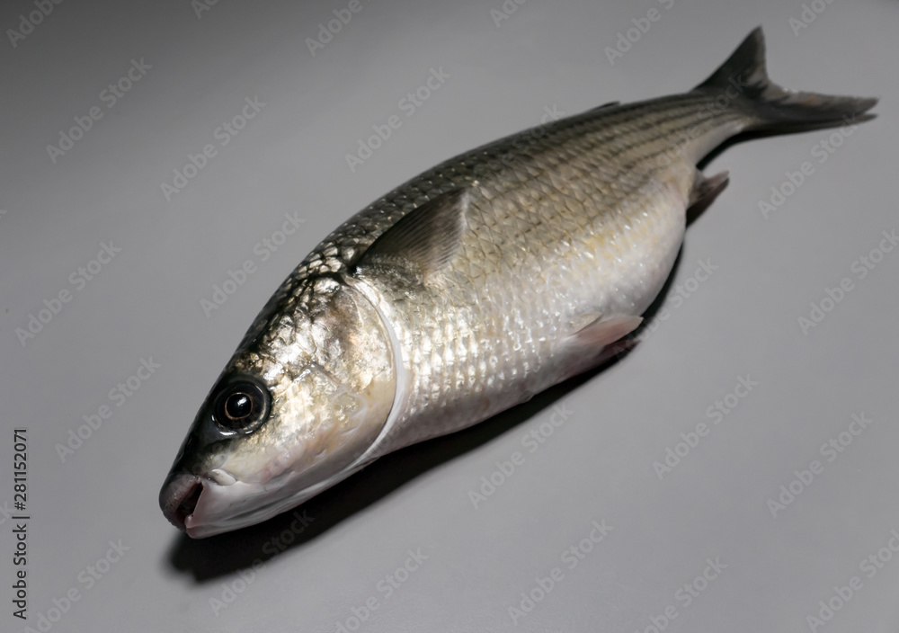 Fototapeta premium Thick lipped grey mullet fish on dark grey worktop in kitchen