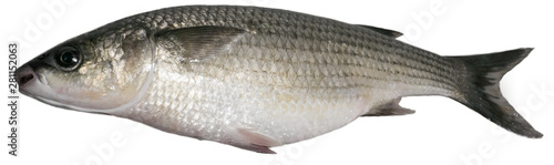 Photos Thick lipped grey mullet fish isolated on white