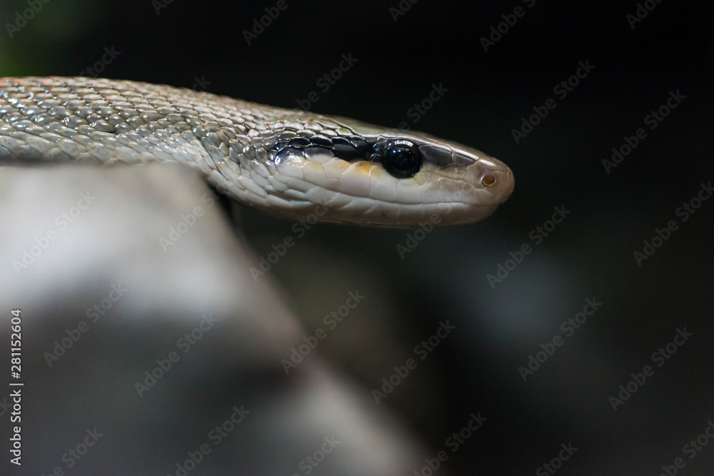 Fototapeta premium Close up of a Taiwan Beauty snake