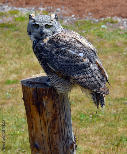 The great horned owl (Bubo virginianus), or the tiger or hoot owl is a large owl native to the Americas. photo