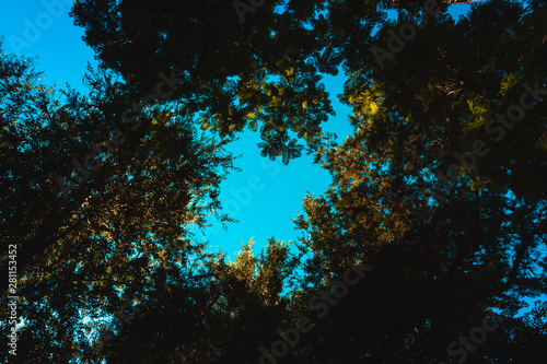Treetops reveal the sky in the center of the image, background to complete with text.