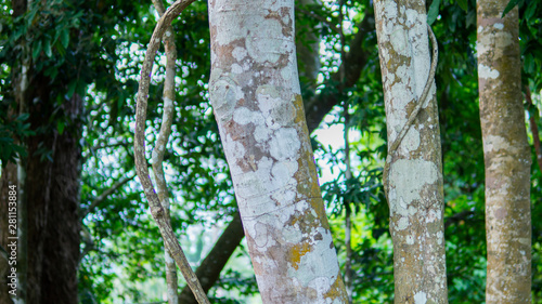 Fotografie Agarwood tree in the plant