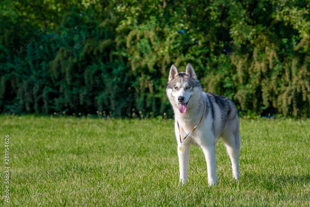 Obraz premium White siberian husky on the green meadow