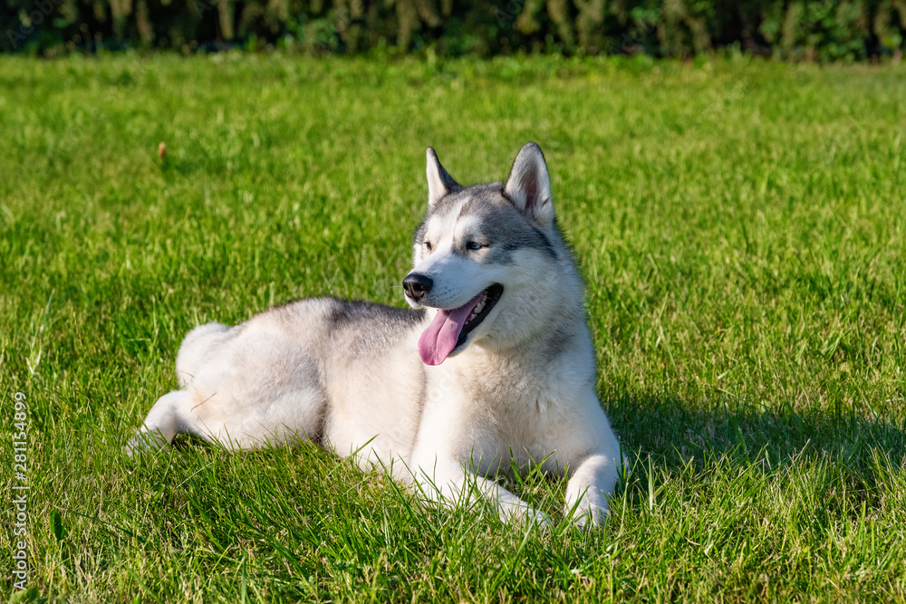 White siberian husky on the green meadow White siberian husky on the green meadow