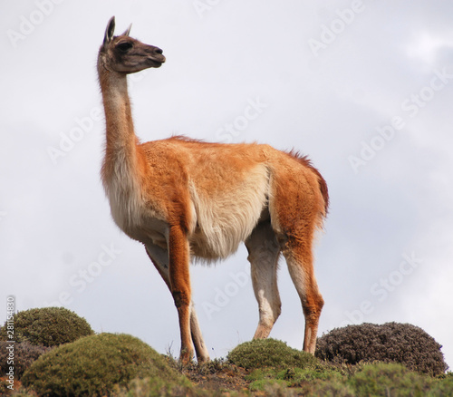 Guanacoes (Lama guanicoe), The name guanaco comes from the South American language Quechua word wanaku (old spelling, huanaco). Young guanacos are called chulengo(s). photo