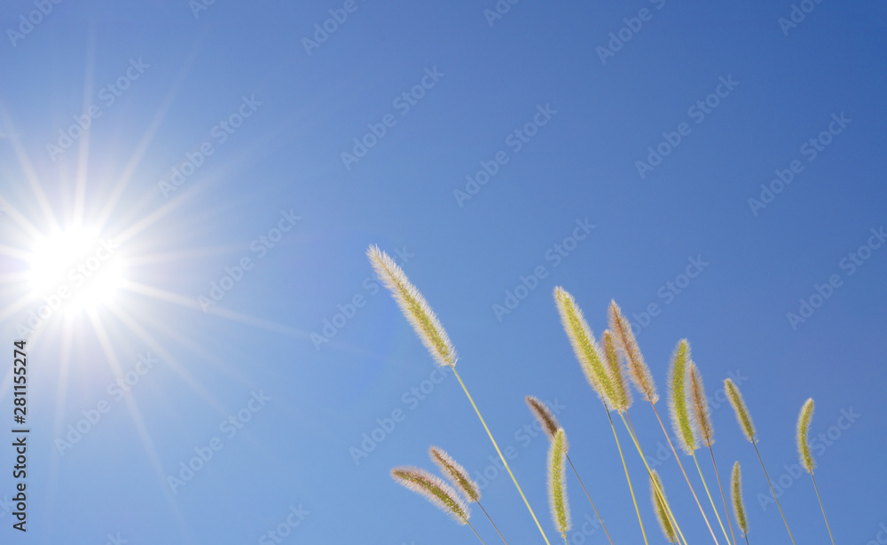 草 空 太陽 素材 草 空 太陽 素材