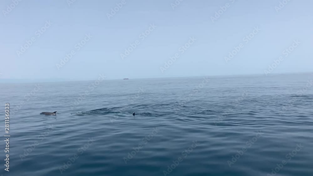 A Beautiful and serene scene as a small school of dolphins come to the surface and swim along A Beautiful and serene scene as a small school of dolphins come to the surface and swim along
