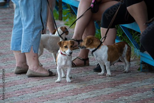 Little dogs of Jack Russel stending near their owners photo