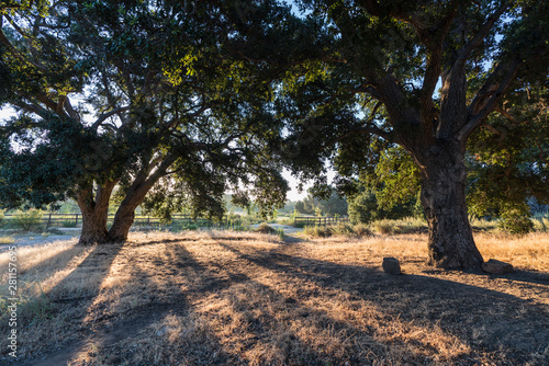 Old oak trees in early morn...
