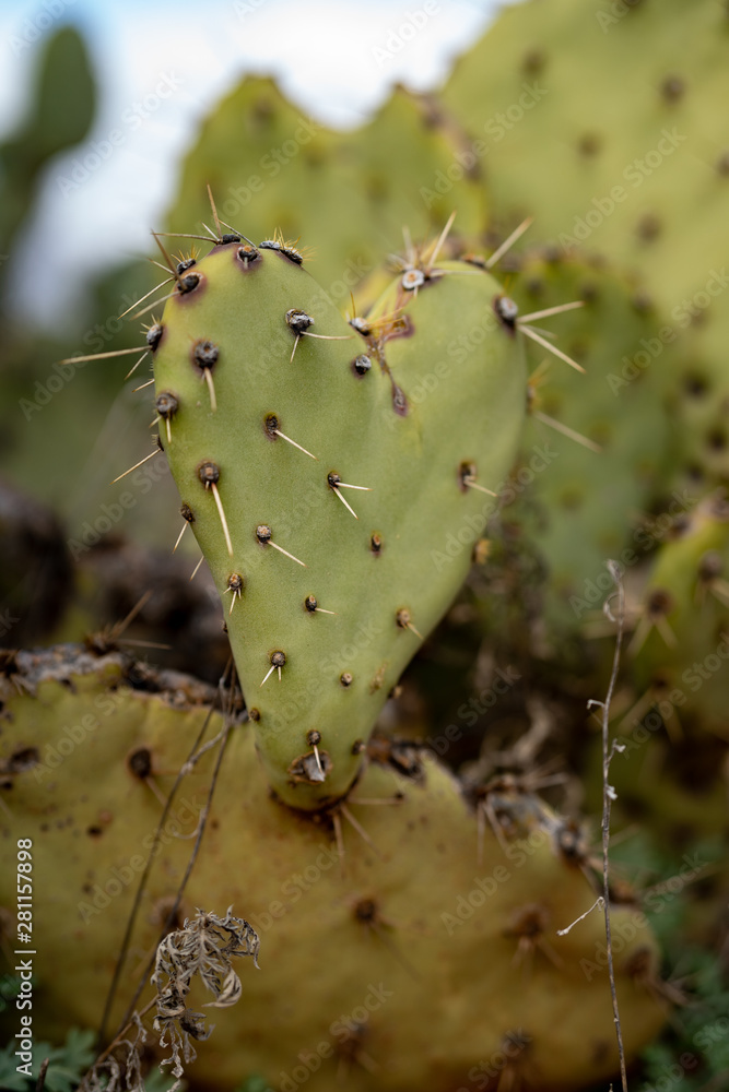 Heart of the Desert Cactus Landscape Heart of the Desert Cactus Landscape