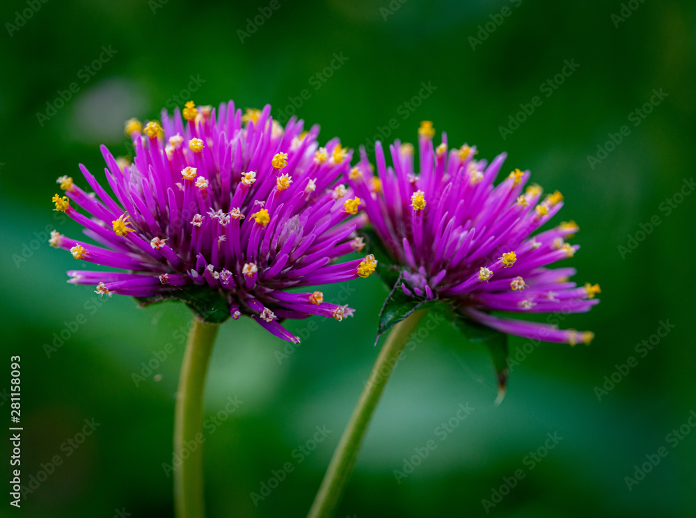 Flowers Flowers
