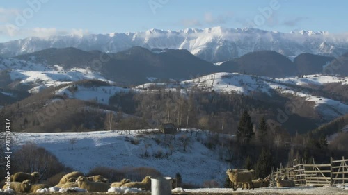 Sheep herd staying put in a moutainous landscape environnement during winter time in famous Romanian mountain chain: The Carpathian Mountains. photo