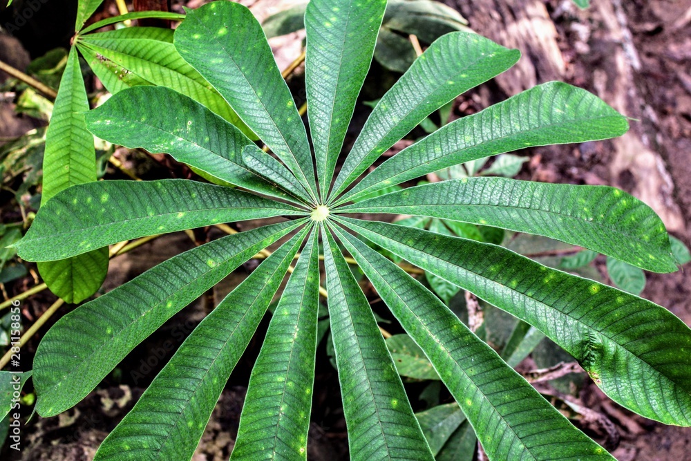 Jungle Flower Jungle Flower
