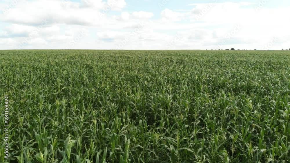 Aerial view of a green corn field. The camera flies forward to the horizon low over the cornfield Aerial view of a green corn field. The camera flies forward to the horizon low over the cornfield