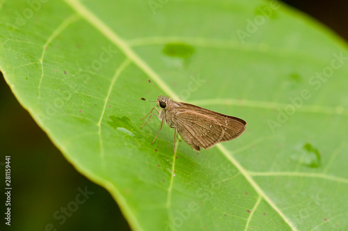 Small Branded Swift butterfly on a green leaf