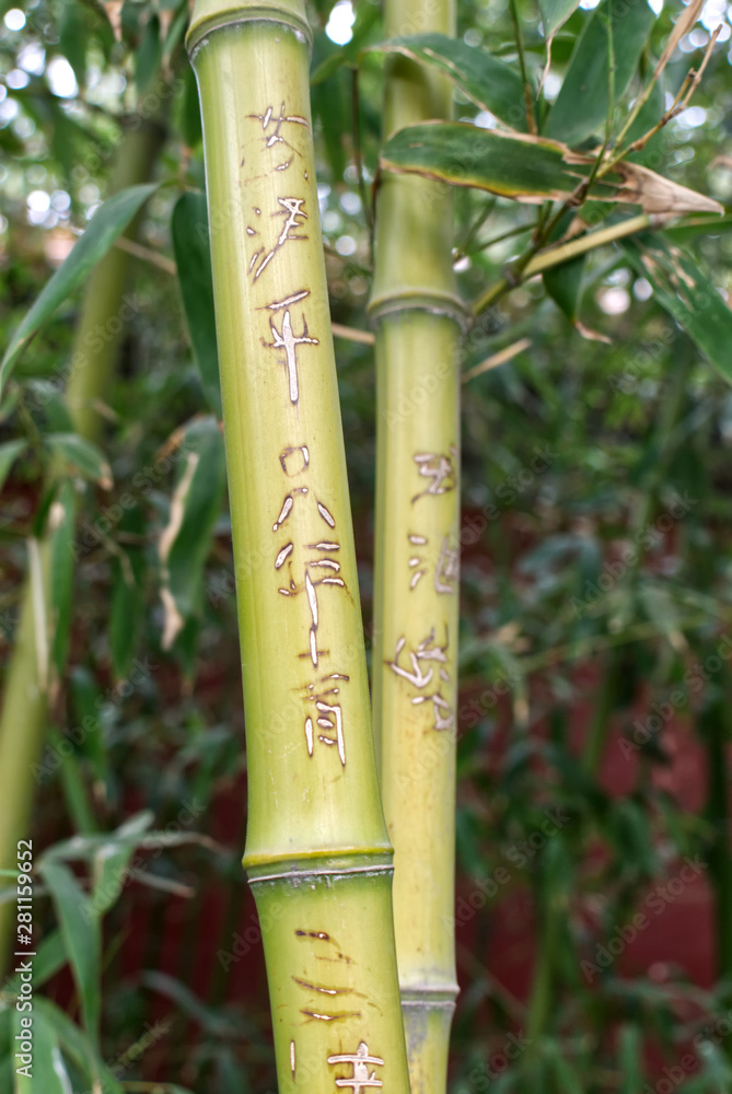 Obraz premium green textural bamboo stalks close up against the background of bamboo foliage in a Jingshan Park, Beijing China