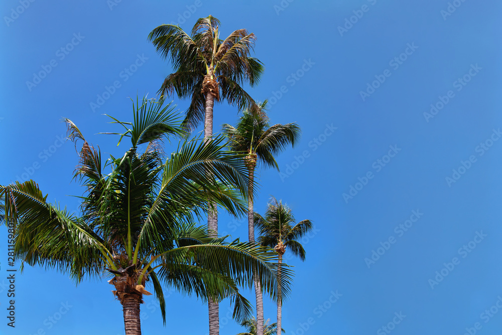 Tropical palm trees against a clean blue sky on a sunny day. there is space for text
