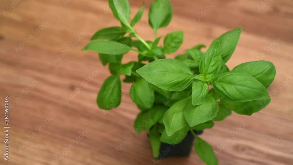Detail of a basil herb plant, slowly rotating Detail of a basil herb plant, slowly rotating