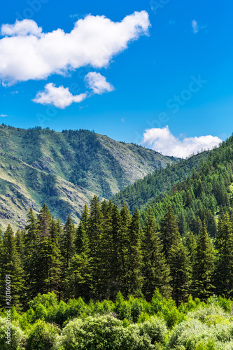 Altai mountain landscape with taiga. Altai Republic, South Siberia, Russia