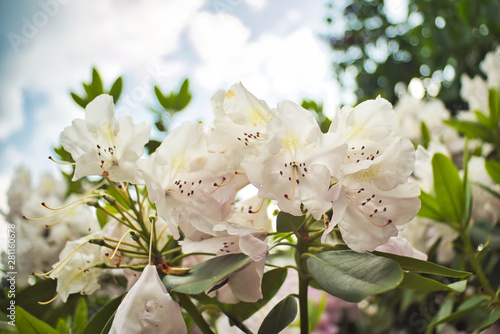Fototapeta Naklejka Na Ścianę i Meble -  Rhododendron Blüte 