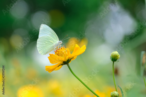 Butterfly pollinating on flower in park and outdoor © Ammak