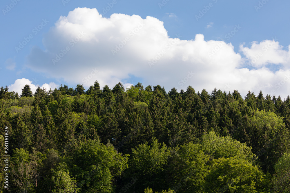 green summer forest in front of blue clouds sky green summer forest in front of blue clouds sky