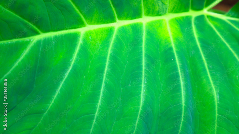 Alocasia odora foliage Exotic tropical leaf, isolated on white background Alocasia odora foliage Exotic tropical leaf, isolated on white background