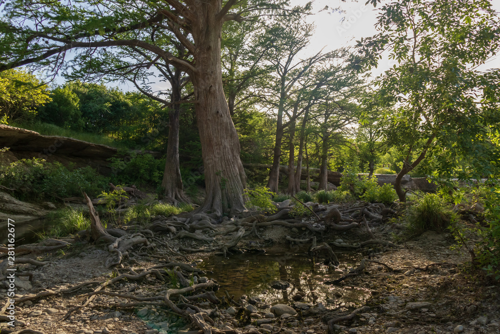 Large trees and roots at McKinney Falls State Park, Austin, Texas 