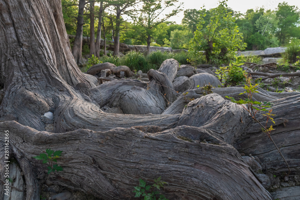 Large tree and roots at McKinney Falls State Park, Austin, Texas Large tree and roots at McKinney Falls State Park, Austin, Texas