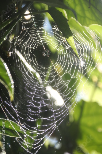 spider web with morning dew drops