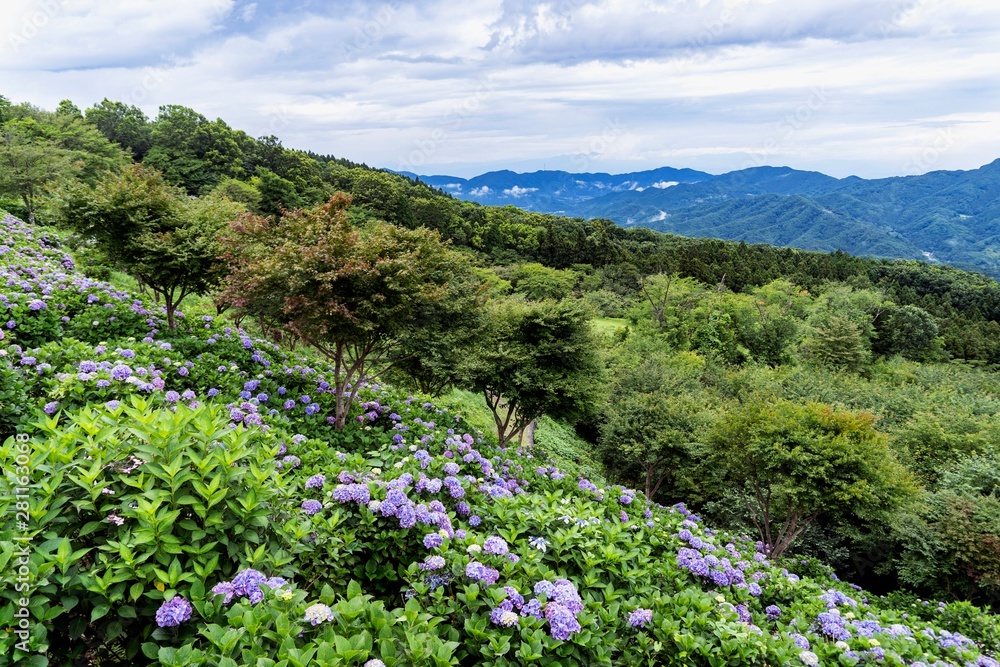 斜面にたくさんのアジサイが咲く夏の山の風景