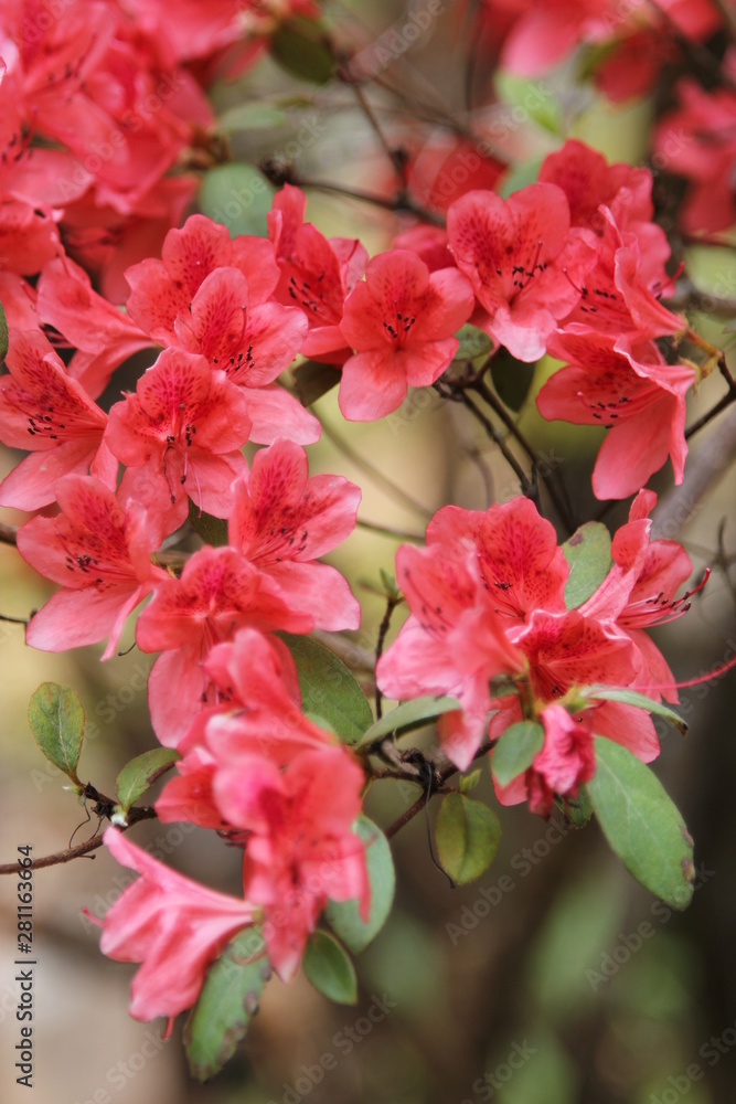 Obraz premium Wild Flower