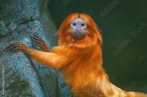 Photography Golden Lion Tamarin looking at you